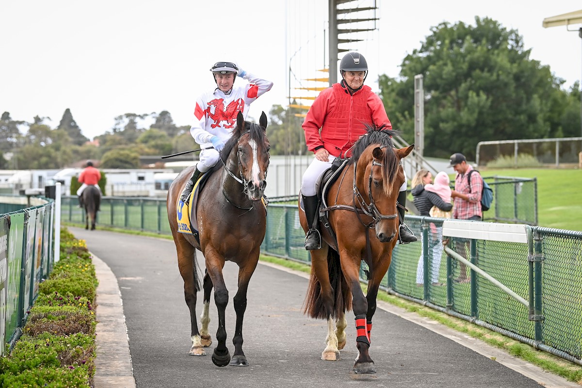 Perfect Darling ridden by Harry Coffey returns to scale after winning the S & S O'Keefe Bricklaying BM58 Handicap at Warrnambool Racecourse on February 03, 2022 in Warrnambool, Australia. (Alice Miles/Racing Photos)