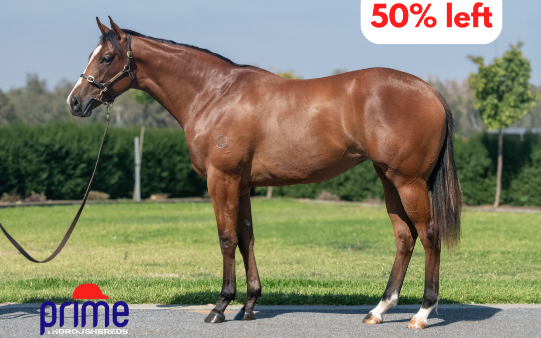 Tagaloa x Thoughtfilly ’24 Filly
