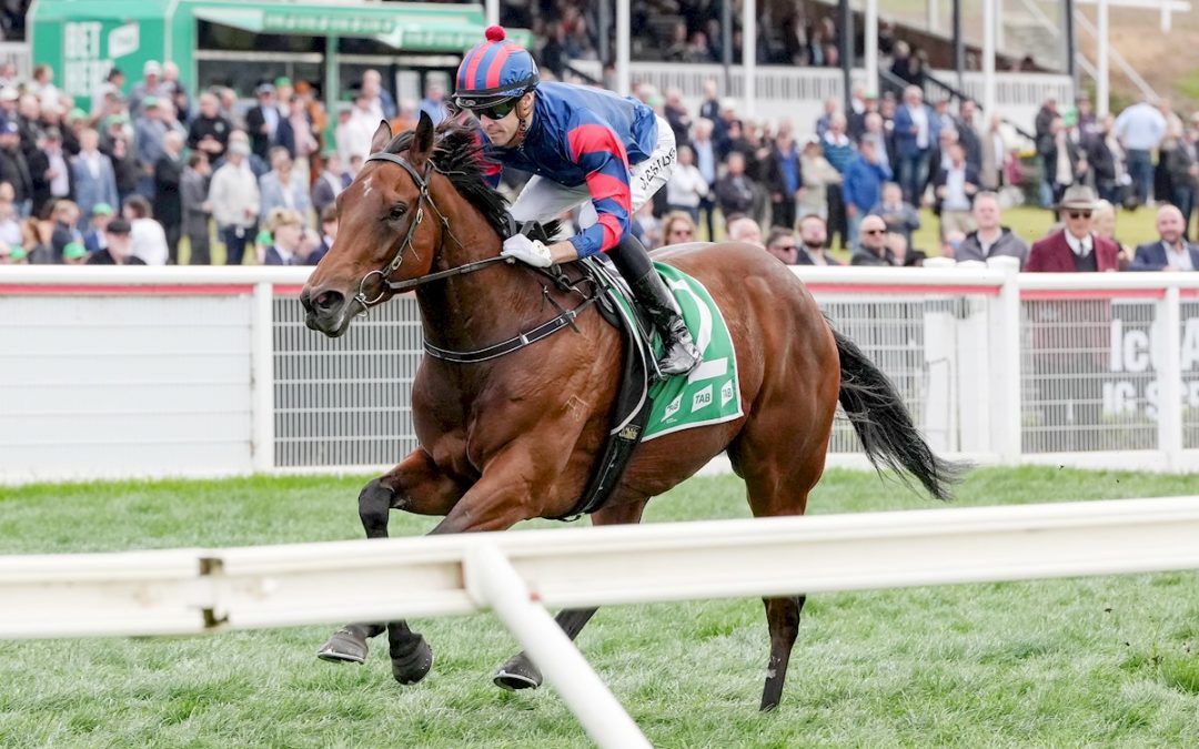 Dabernig’s Cat to pounce in Monash