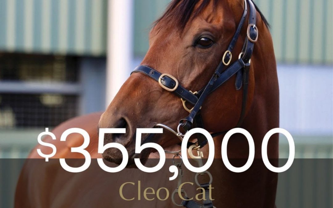 Cleo Cat tops August (Early) Sale at $355,000