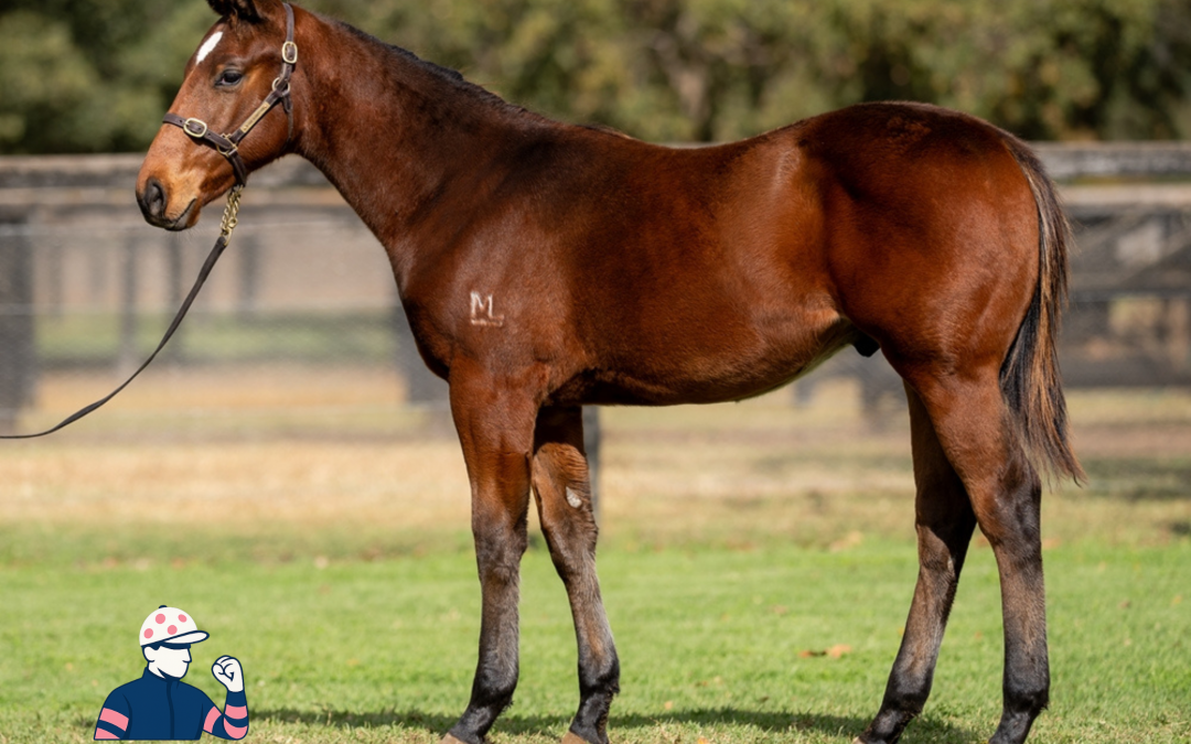 Acrobat x Frazil ’25 Colt