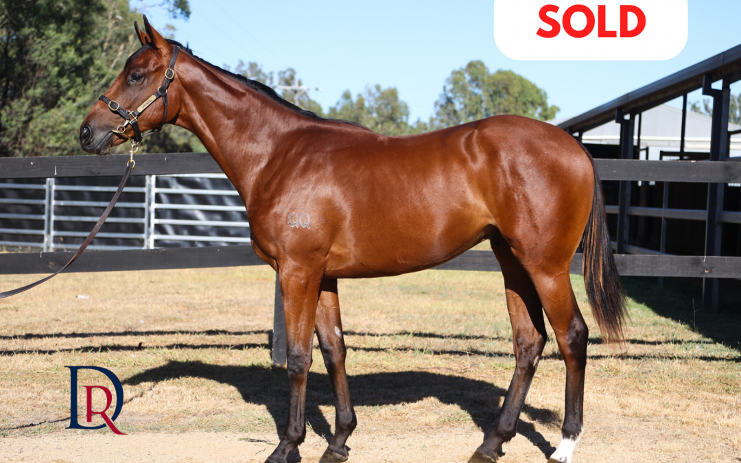 Bivouac x Fragonard ’24 Colt
