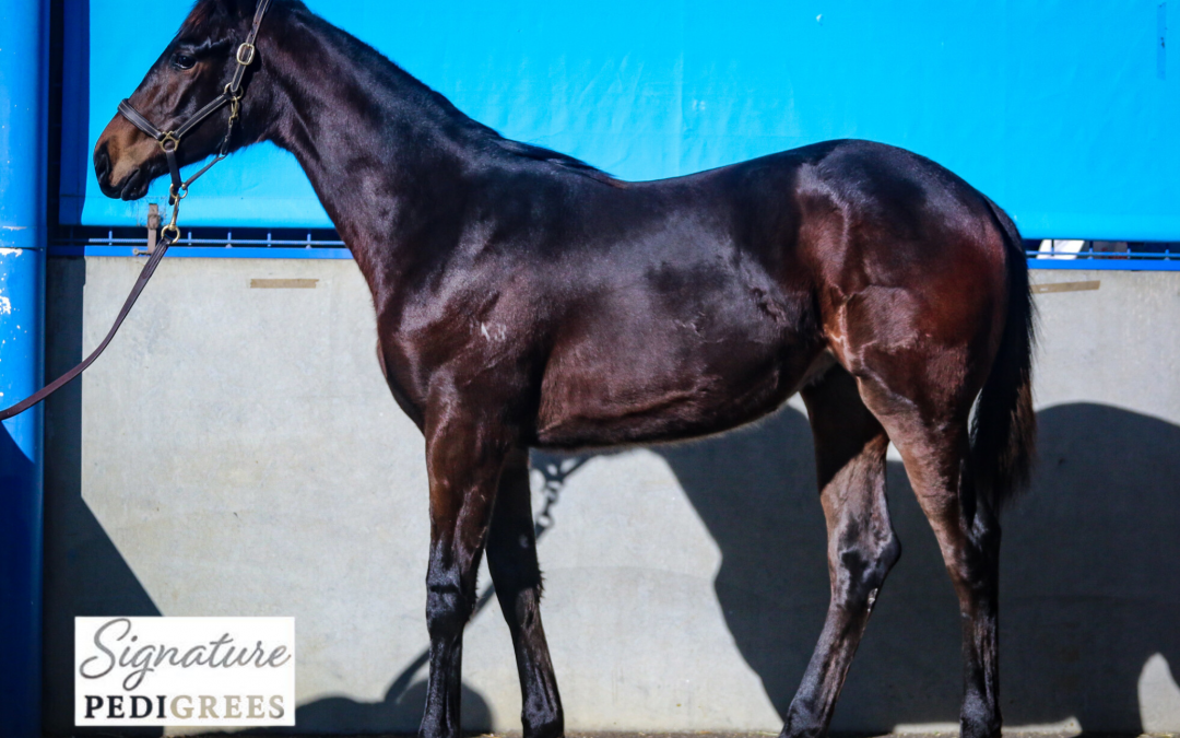 Dirty Work x Lady I Am ’25 Filly