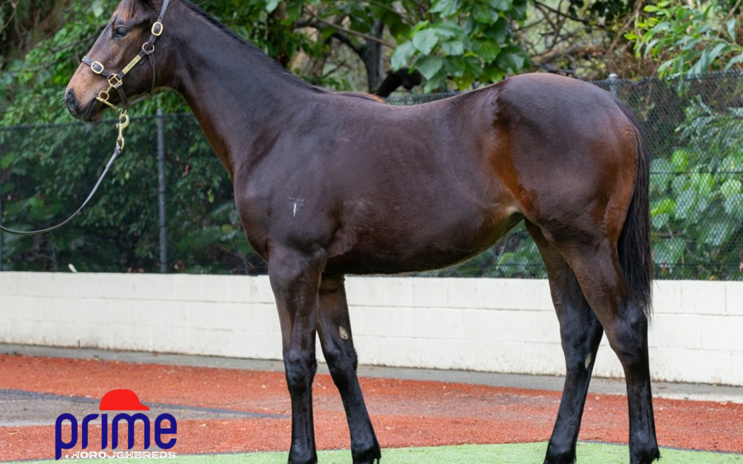 Hawaii Five Oh x Thala ’25 Filly