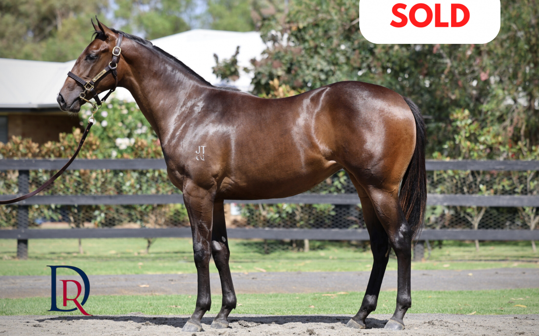 Nicconi x Boogie Street ’24 Filly