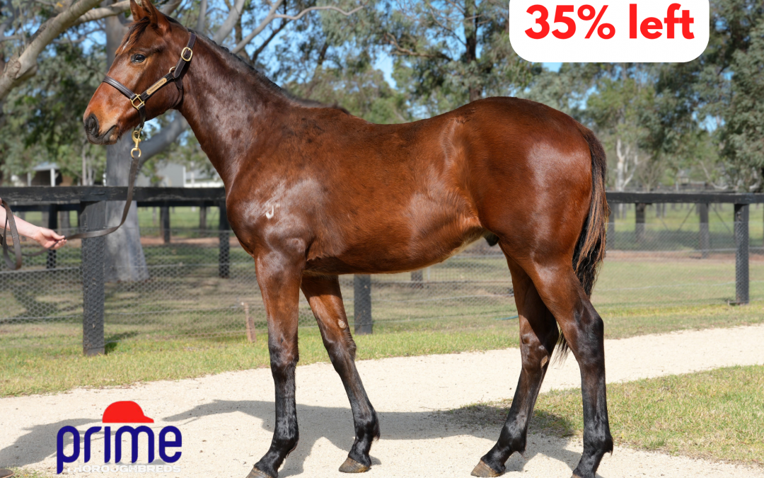Pride Of Dubai x Rubikai ’25 Colt