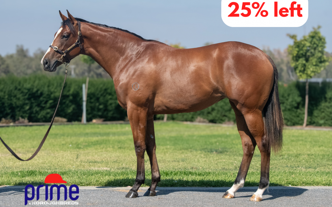 Tagaloa x Thoughtfilly ’24 Filly