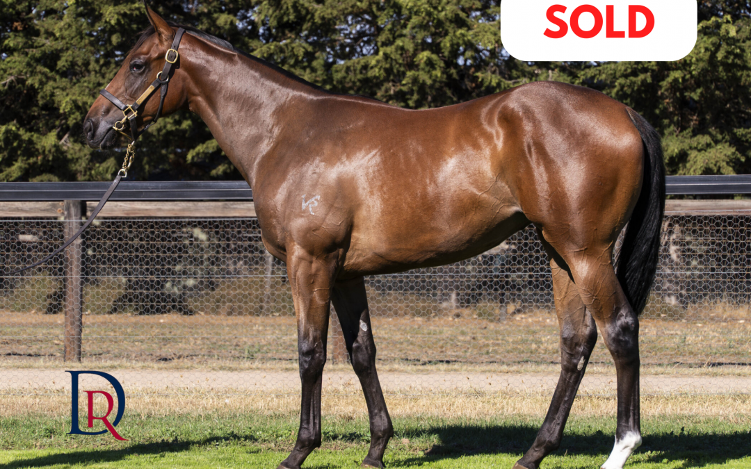 Trapeze Artist x Miss Adequate ’24 Filly